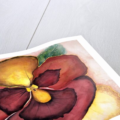 Pansey, 2007 by Deborah Eve Alastra