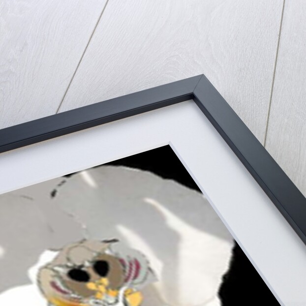 Orchid by Anna Platts