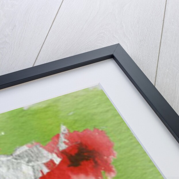 Poppy by Anna Platts