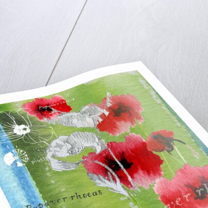 Poppy by Anna Platts