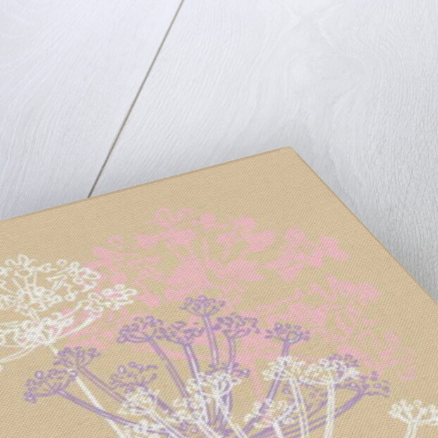 Cow Parsley, 2013 by Anna Platts