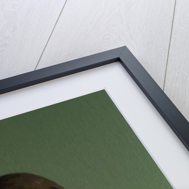 Brown Monkey on Green, 2016 by Peter Jones