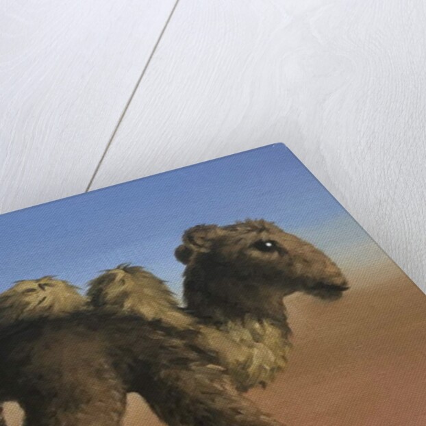 Camel, 2017 by Peter Jones