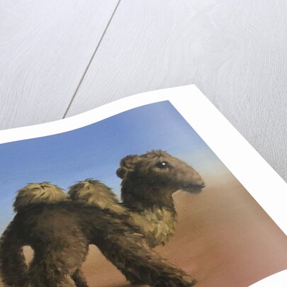 Camel, 2017 by Peter Jones