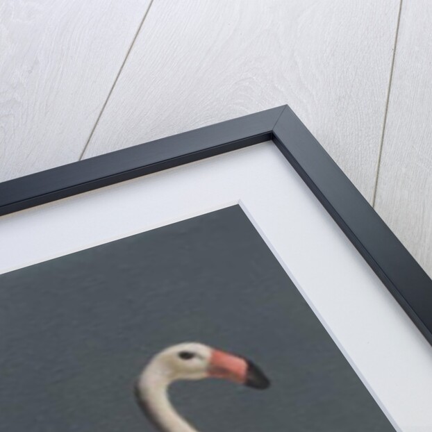Pink Flamingo, 2014 by Peter Jones