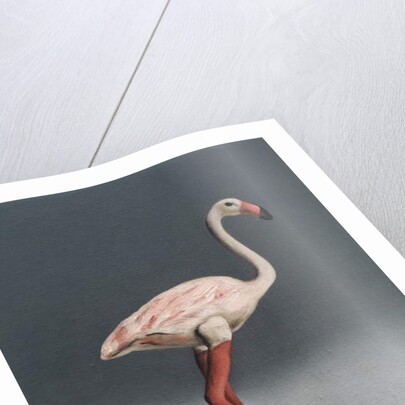 Pink Flamingo, 2014 by Peter Jones