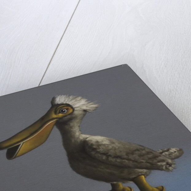 The Pelican, 2017 by Peter Jones