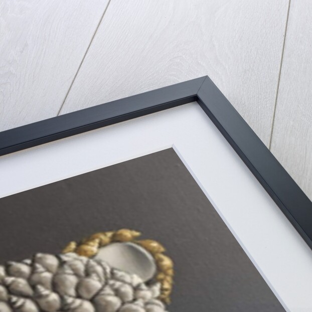 Grizzly Bear, 2013 by Peter Jones