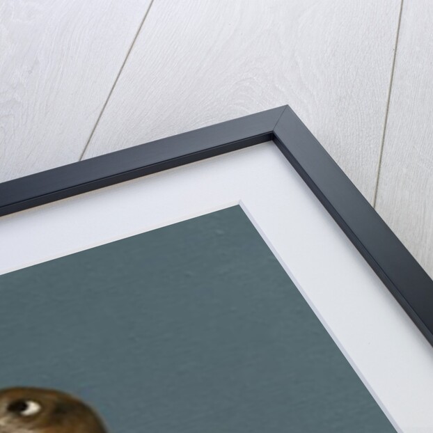 Walrus, 2015 by Peter Jones