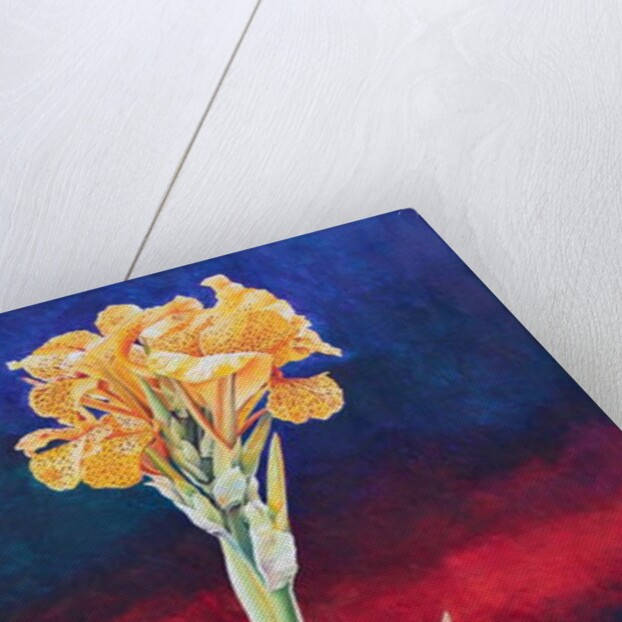 Yellow Canna Lily, 1991 by Frances Ferdinands
