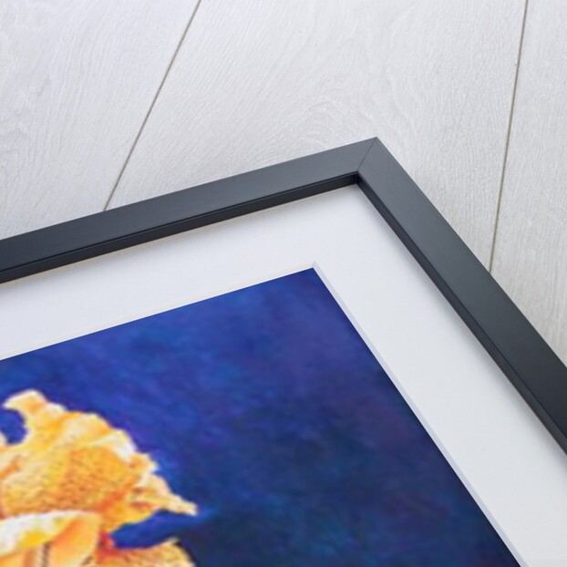 Yellow Canna Lily, 1991 by Frances Ferdinands