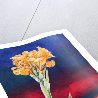 Yellow Canna Lily, 1991 by Frances Ferdinands