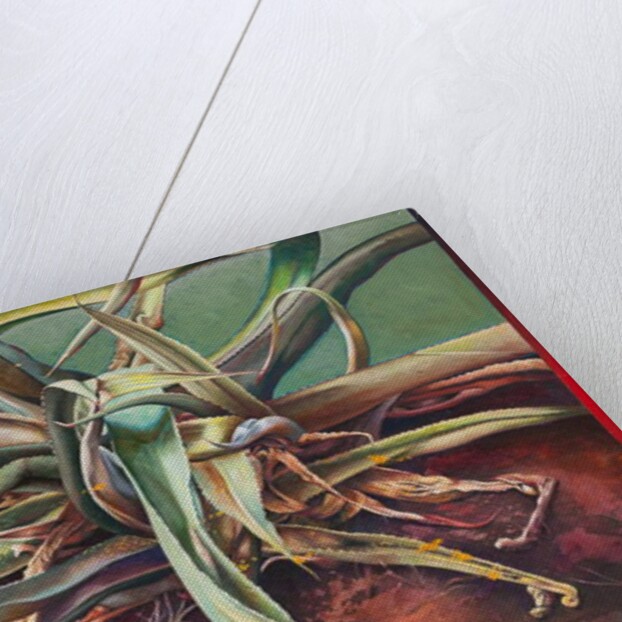 Century Plant, 2011 by Frances Ferdinands