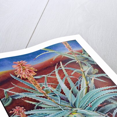 Aloe, 1991 by Frances Ferdinands