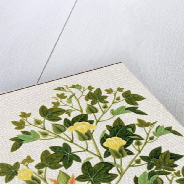 Gopypium Arboreum or Cotton Plant, c.1805-18 by School Chinese