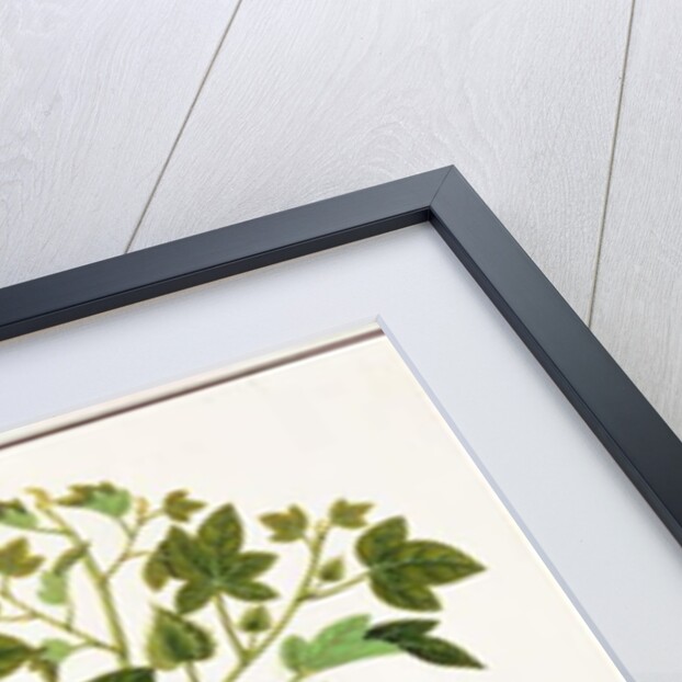 Gopypium Arboreum or Cotton Plant, c.1805-18 by School Chinese