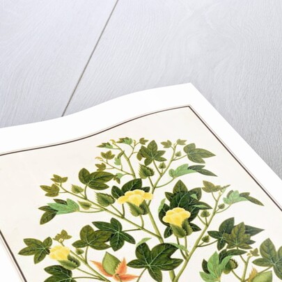 Gopypium Arboreum or Cotton Plant, c.1805-18 by School Chinese