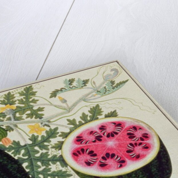 Mindikay or Water Melon by School Chinese