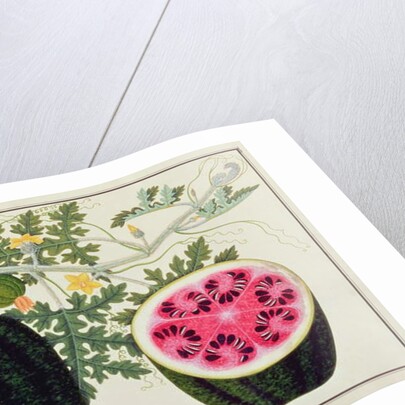 Mindikay or Water Melon by School Chinese