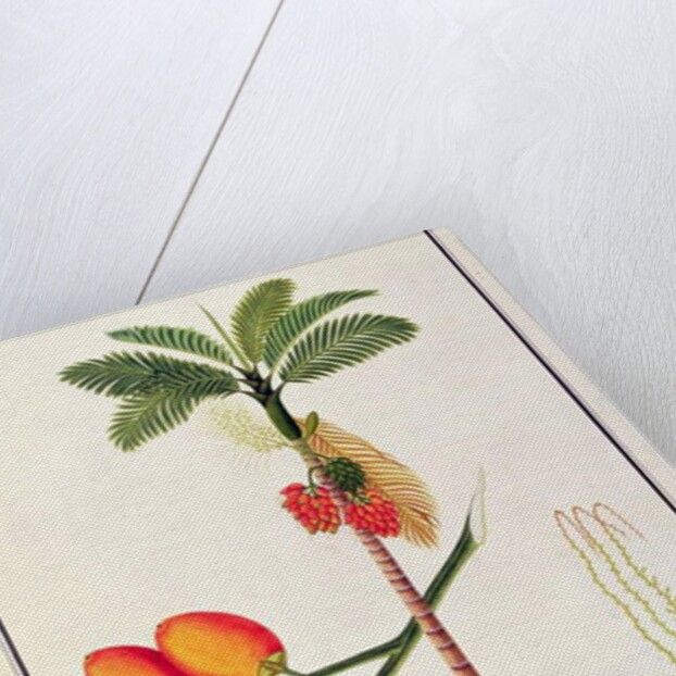 Pinang Betle Nut Tree by School Chinese