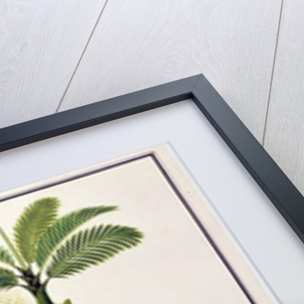 Pinang Betle Nut Tree by School Chinese