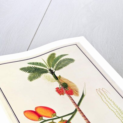 Pinang Betle Nut Tree by School Chinese