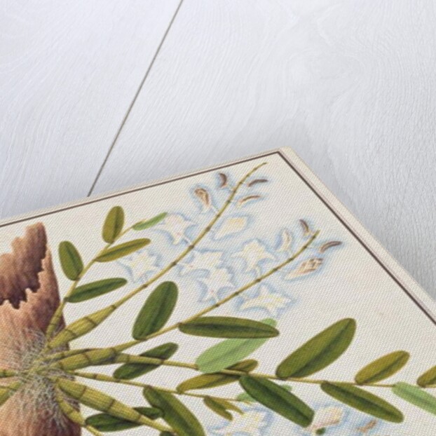 Pigeon Orchid by School Chinese