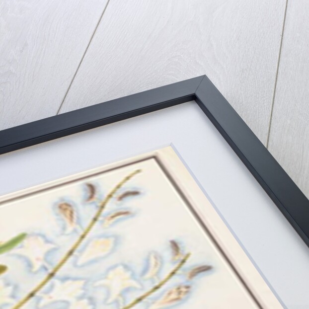 Pigeon Orchid by School Chinese