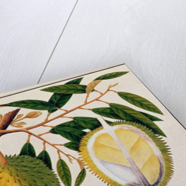 Doorean or Durio Hercorae by School Chinese