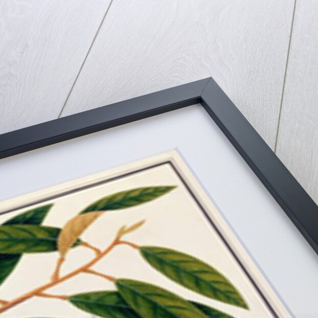 Doorean or Durio Hercorae by School Chinese