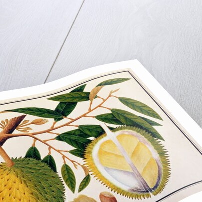 Doorean or Durio Hercorae by School Chinese