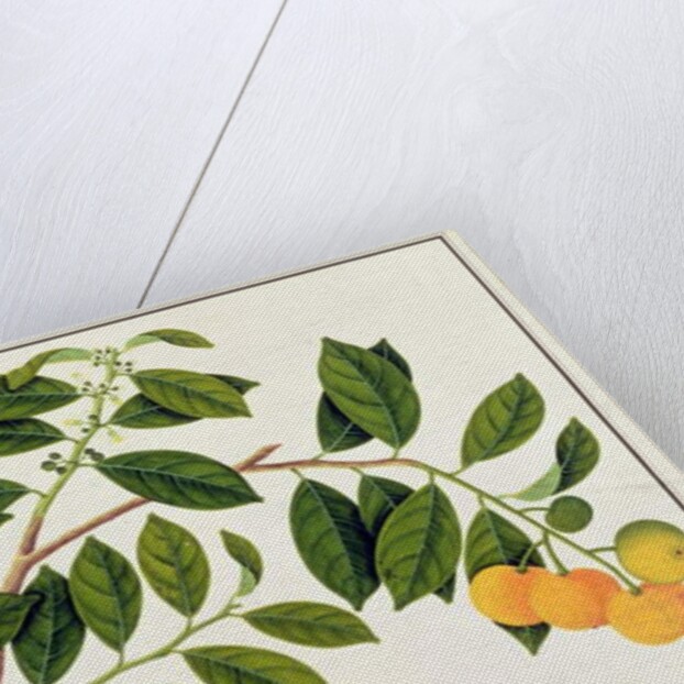 Limo Manies China or Chinese Oranges by School Chinese