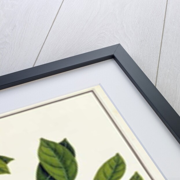 Limo Manies China or Chinese Oranges by School Chinese