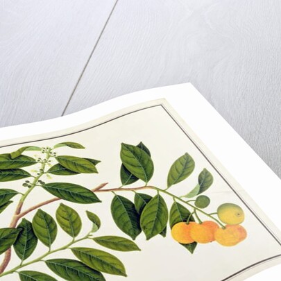 Limo Manies China or Chinese Oranges by School Chinese