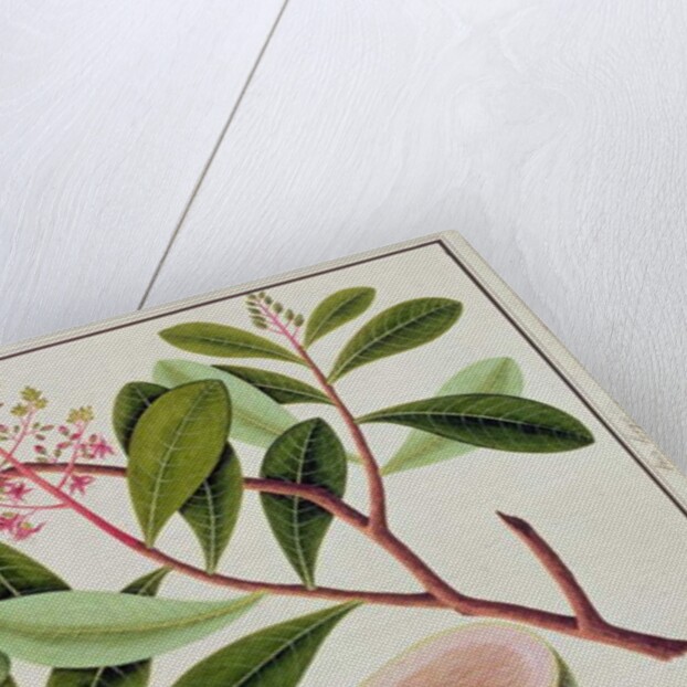 Langote or Mangifera by School Chinese