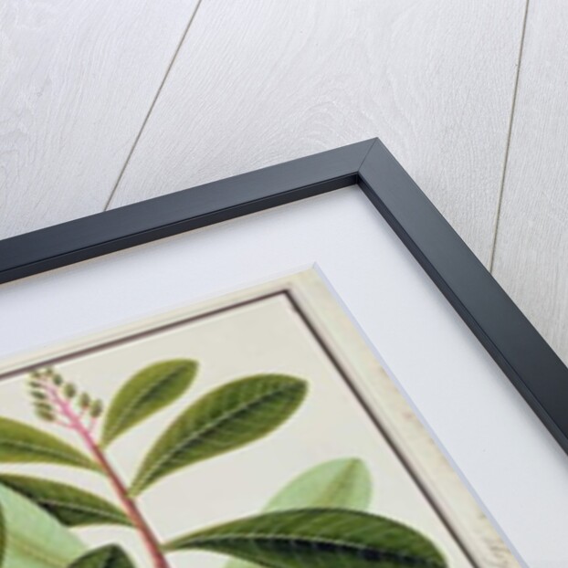 Langote or Mangifera by School Chinese