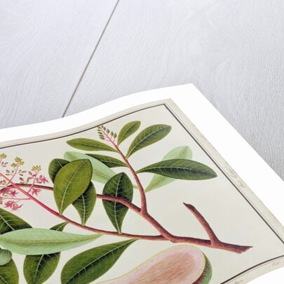 Langote or Mangifera by School Chinese