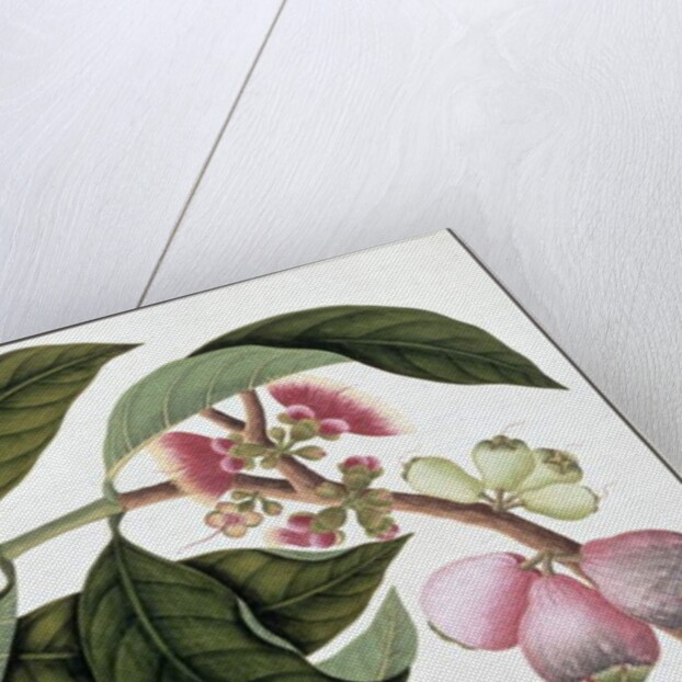 Eugenia or Jamboo Teloie poote by School Chinese