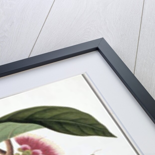 Eugenia or Jamboo Teloie poote by School Chinese