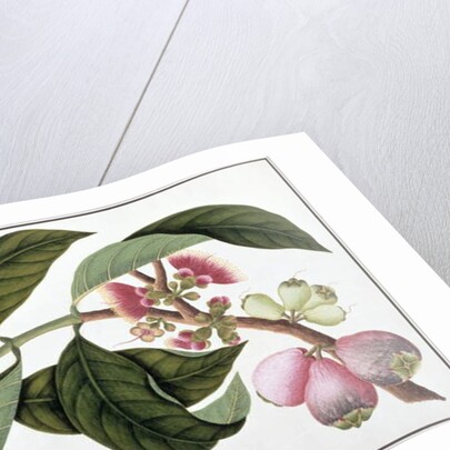 Eugenia or Jamboo Teloie poote by School Chinese