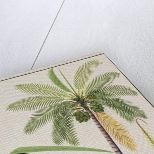 Cocoa Nut Tree by School Chinese