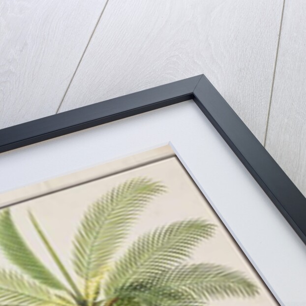 Cocoa Nut Tree by School Chinese