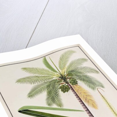 Cocoa Nut Tree by School Chinese