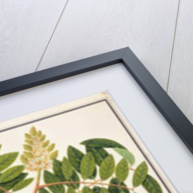 Sangole latong by School Chinese