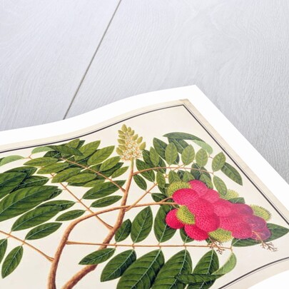 Sangole latong by School Chinese