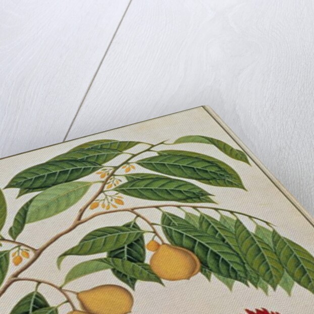 Booa Palla or Nutmeg by School Chinese