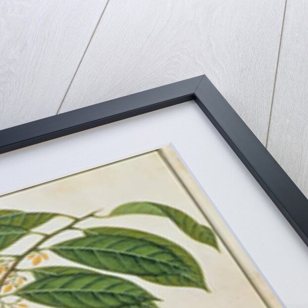 Booa Palla or Nutmeg by School Chinese