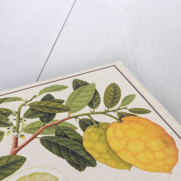 Limo Soe Sooe, Atrong or Citrus Medica by School Chinese