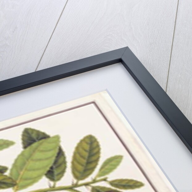 Limo Soe Sooe, Atrong or Citrus Medica by School Chinese