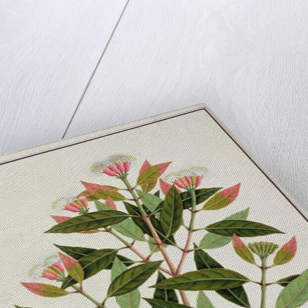 Boongo Chinkie, Eugenia Caryophyllatallen or Clove by School Chinese